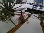air plant